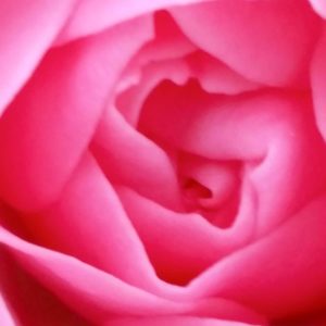 Coeur de Rose Feli