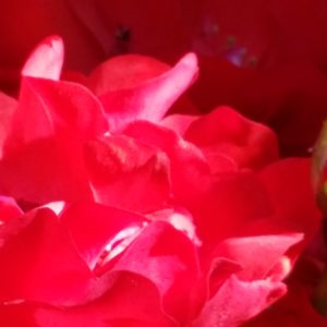 Coeur de rose par Feli