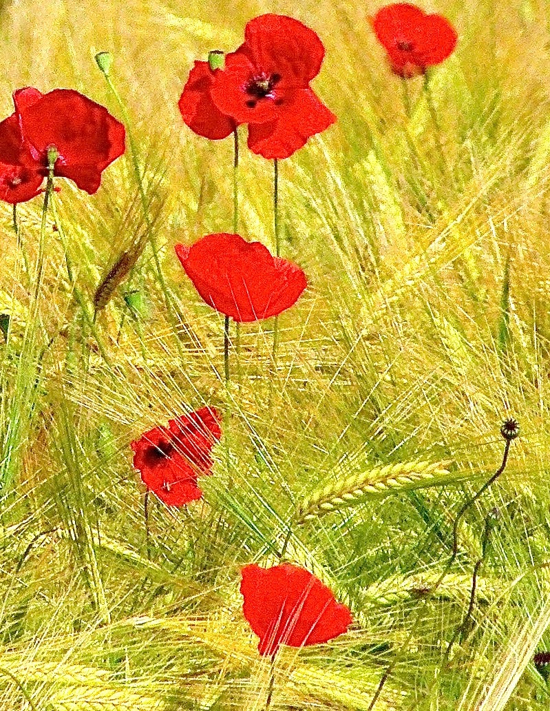 L1060669 - copie